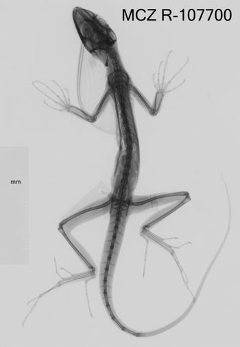 Media type: image;   Herpetology R-107700 Aspect: dorsoventral x-ray